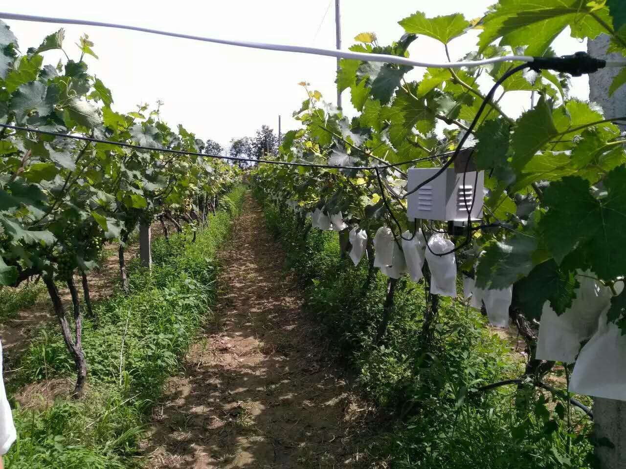驱鸟器